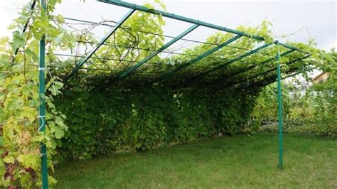 Экспертиза и защита материалов: неотъемлемый этап при создании навеса для винограда из дерева