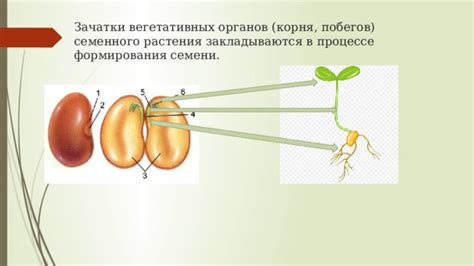 Этапы осуществления стрижки побегов синонимы в процессе выращивания растений