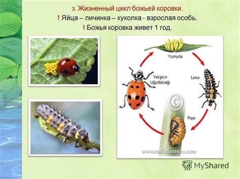 Этапы складывания нашей уникальной божьей коровки