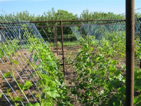 Этапы создания укрытия для виноградных лоз с подробными инструкциями