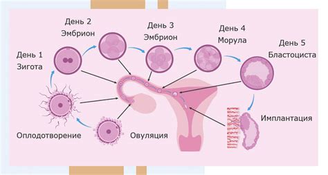 Этап выхода яйцеклетки из яичника