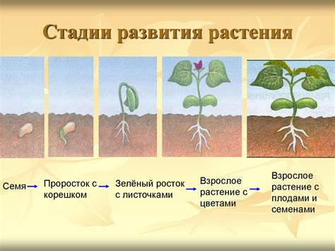 Эффективные методы для повышения скорости развития растения