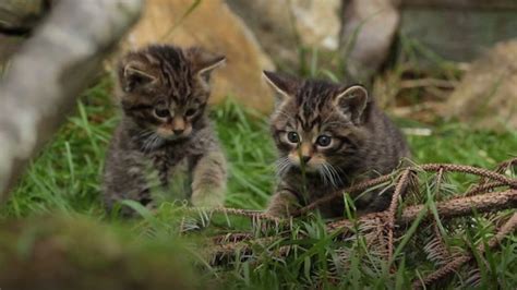 Эффективные методы приручения и разведения диких кошек в игре