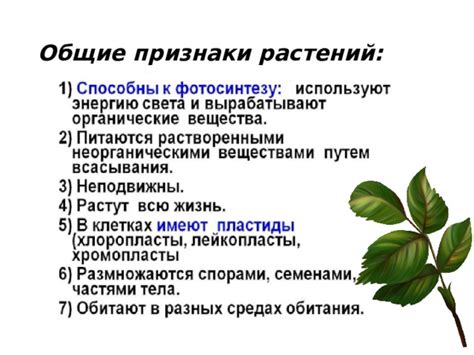 Эффективные принципы корректной установки зеленого природного органа растительного организма