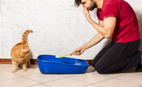 Эффективные способы избавления от неприятного запаха кошачьей мочи в доме