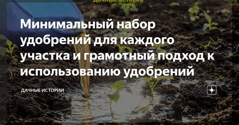 Эффективный подход к использованию природных удобрений в августе