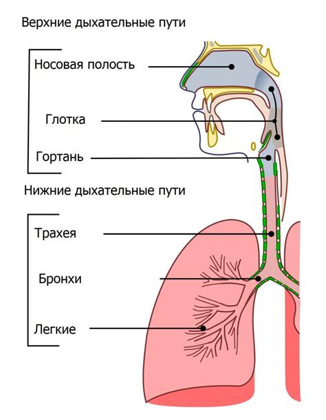 полость носа и расстройства в верхних отделах дыхательных путей