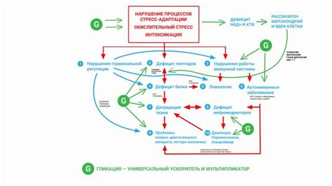  Антиоксидантное действие: предотвращение преждевременного старения организма 