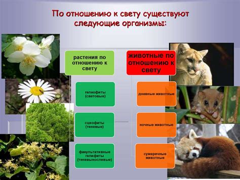  Влияние деформации на мир животных и растений 