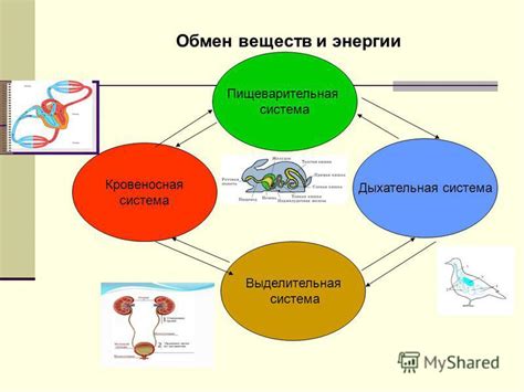  Воздействие рибосом на процессы роста и развития живого организма 