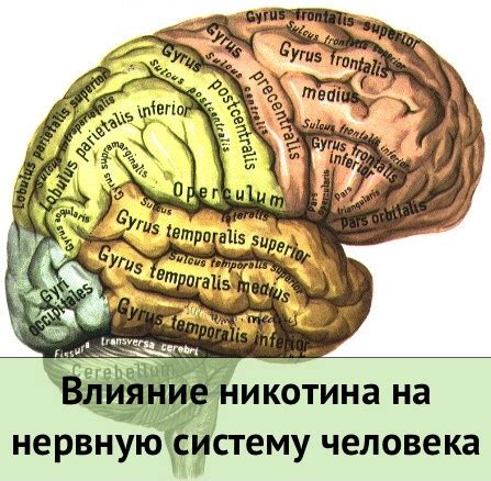  Воздействие V rising на нервную систему и снижение уровня тревожности 