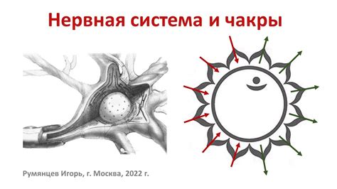  Дыхание в условиях физической активности и стресса: адаптивные процессы и связь с нервной системой 