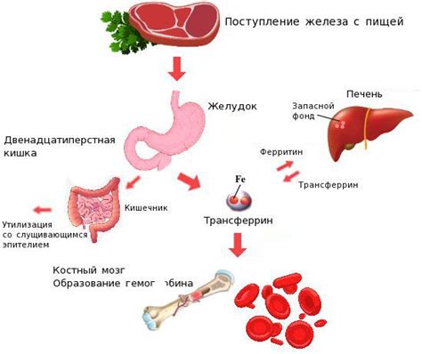  Исследование высокого уровня железа в организме у взрослых: обзор факторов и последствий 