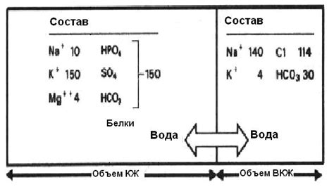  Как поддерживать равновесие основных электролитов в организме 