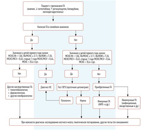  Методы терапии при гемолитической анемии: варианты лечения и подходы к восстановлению здоровья 