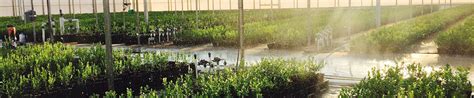  Оптимизация полива растений: эффективное использование воды и улучшенное уход за посадками 