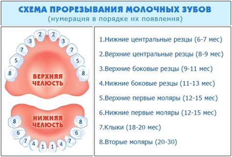  Ореологические способности и подвижность малышки в возрасте 2 месяцев
