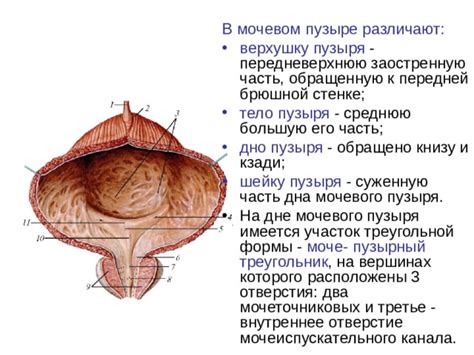  Основные подходы к лечению нарушений в мочевом пузыре 