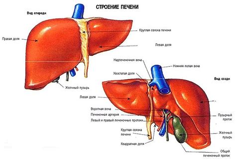  Печень: строение и роли в организме 