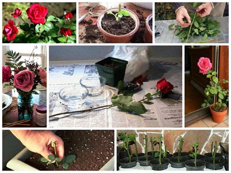 Подготовка подходящей почвы для успешного выращивания роз из черенков 