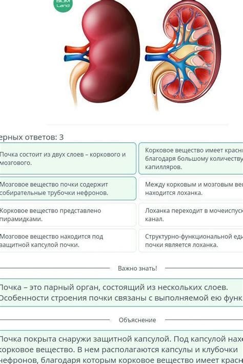  Почечные органы: строение и важная функция в выделительной системе 