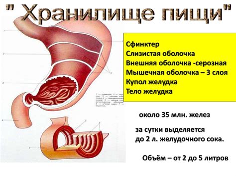  Продукты, способствующие устранению спазмов в желудке и кишечнике 