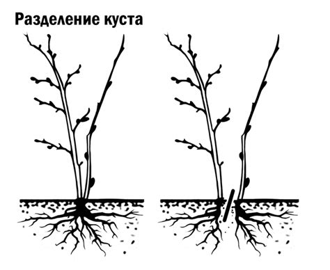  Раздел: Варианты размножения ивы цельнолистной через деление куста 