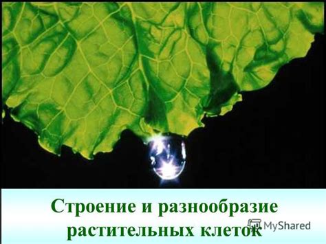  Разнообразие растительных видов с подвижными побегами 