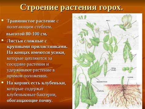  Распространение инфекций на соседние растения 