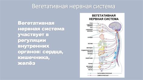  Роль нервной регуляции дыхания в поддержании кислородного и углекислотного обмена 