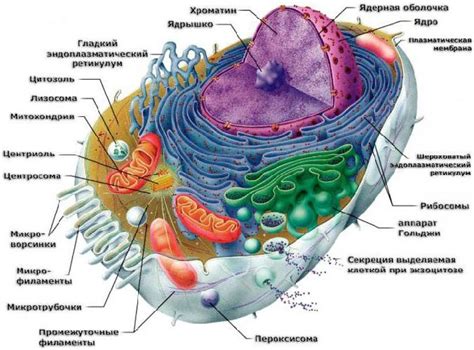  Структура и место рибосом в клетке 