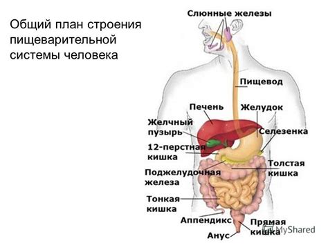  Улучшение функционирования пищеварительной системы и обмена веществ