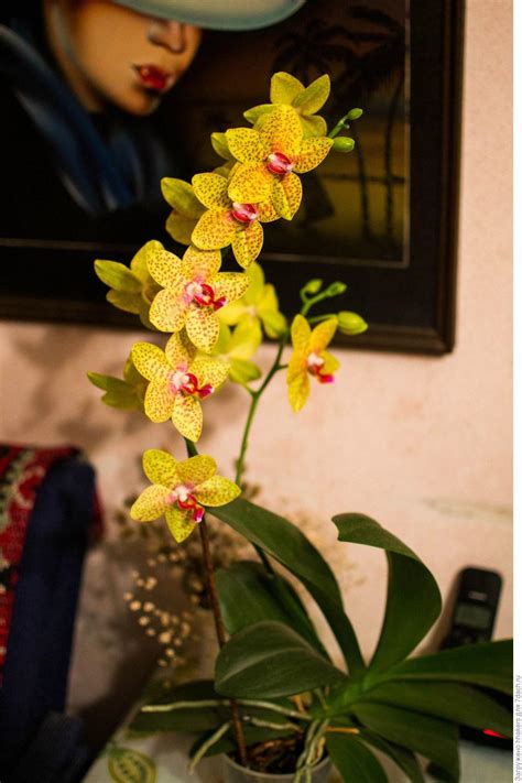  Что такое РИНЦ и как он связан с установлением авторства орхидеи?
