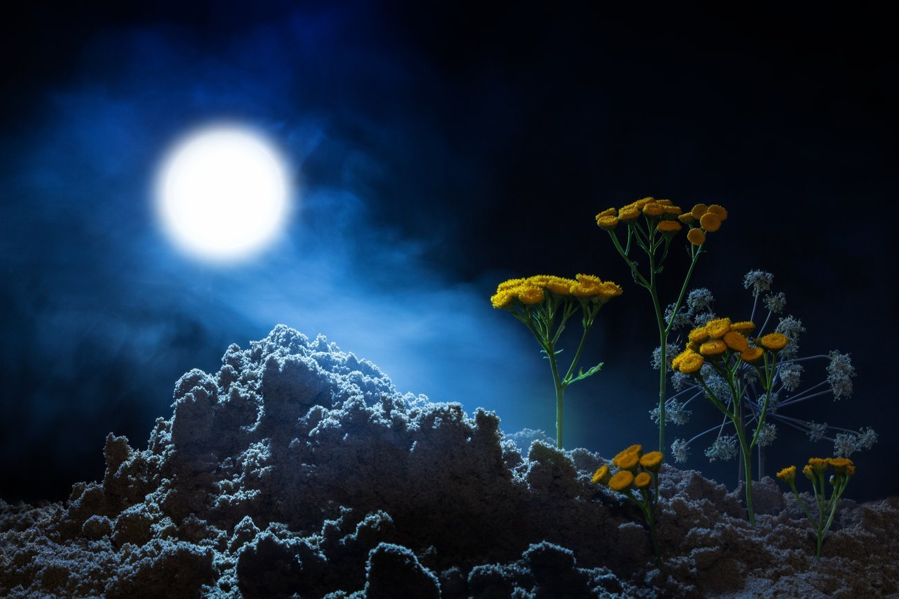 Цветы и луна