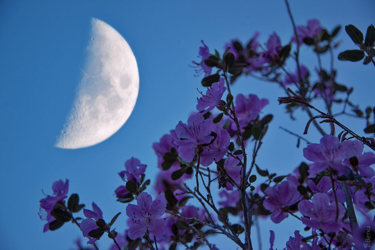 Цветы и луна